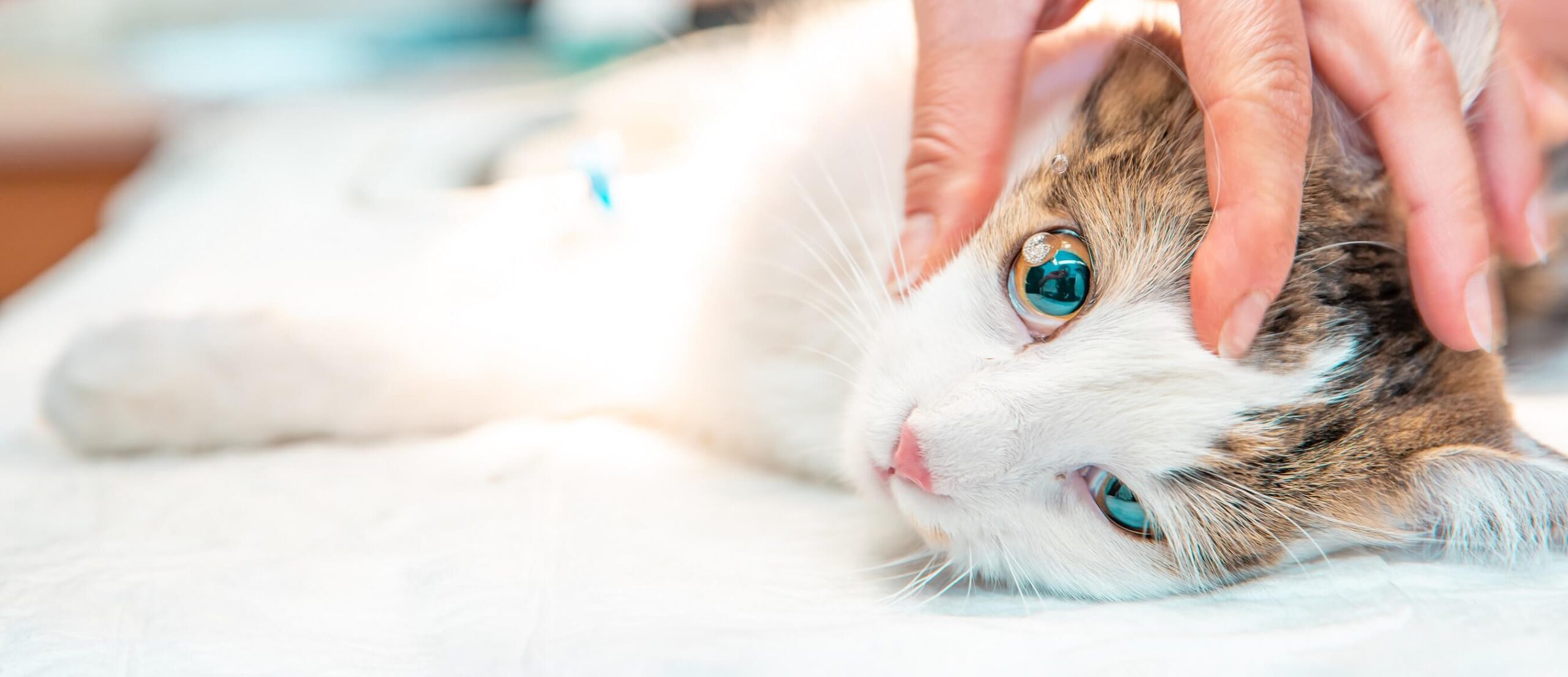 cat eye examination drip drug into the eye inter 2022 11 01 02 03 06 utc