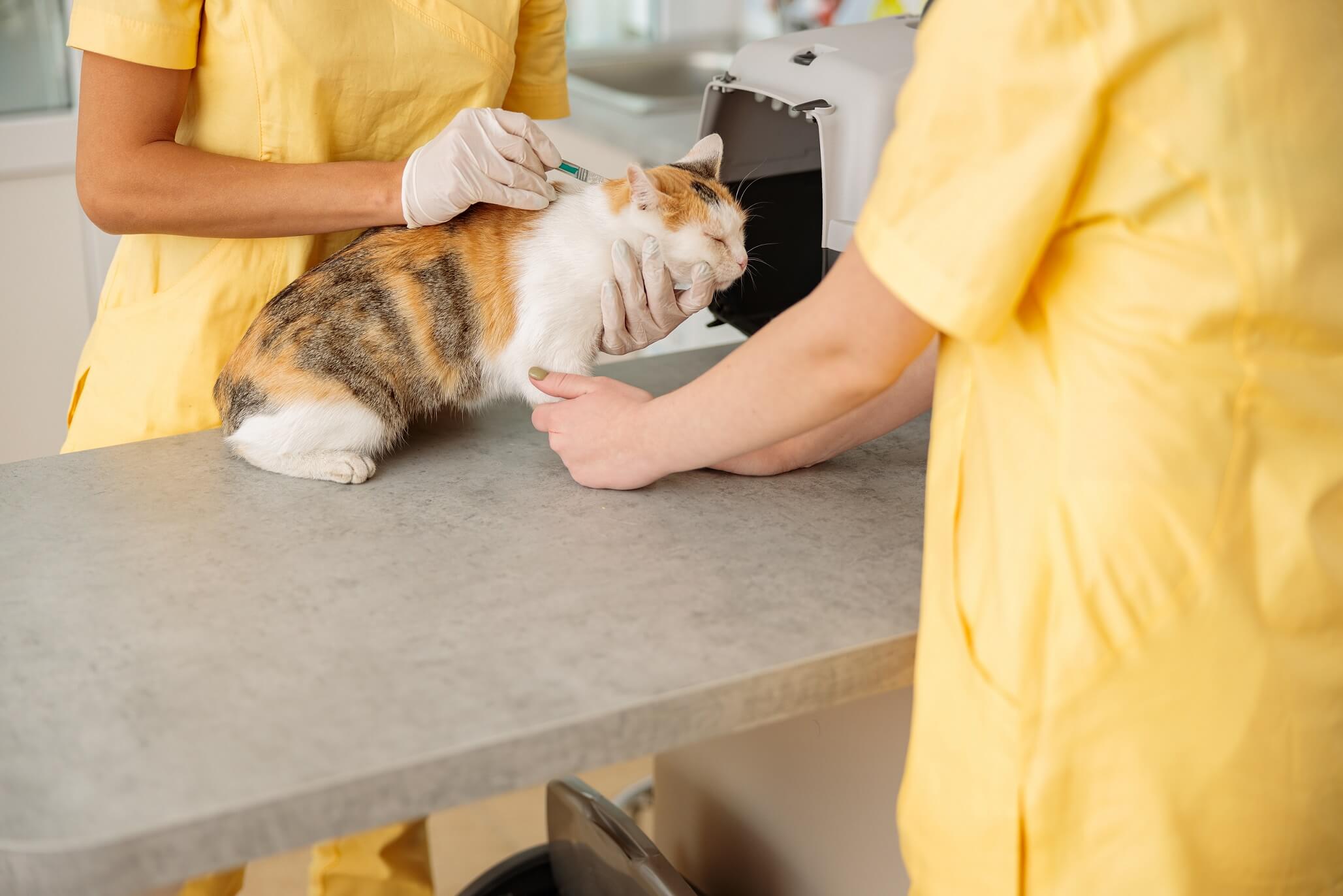 female vet doctor giving vaccination injection to 2022 09 06 04 19 31 utc