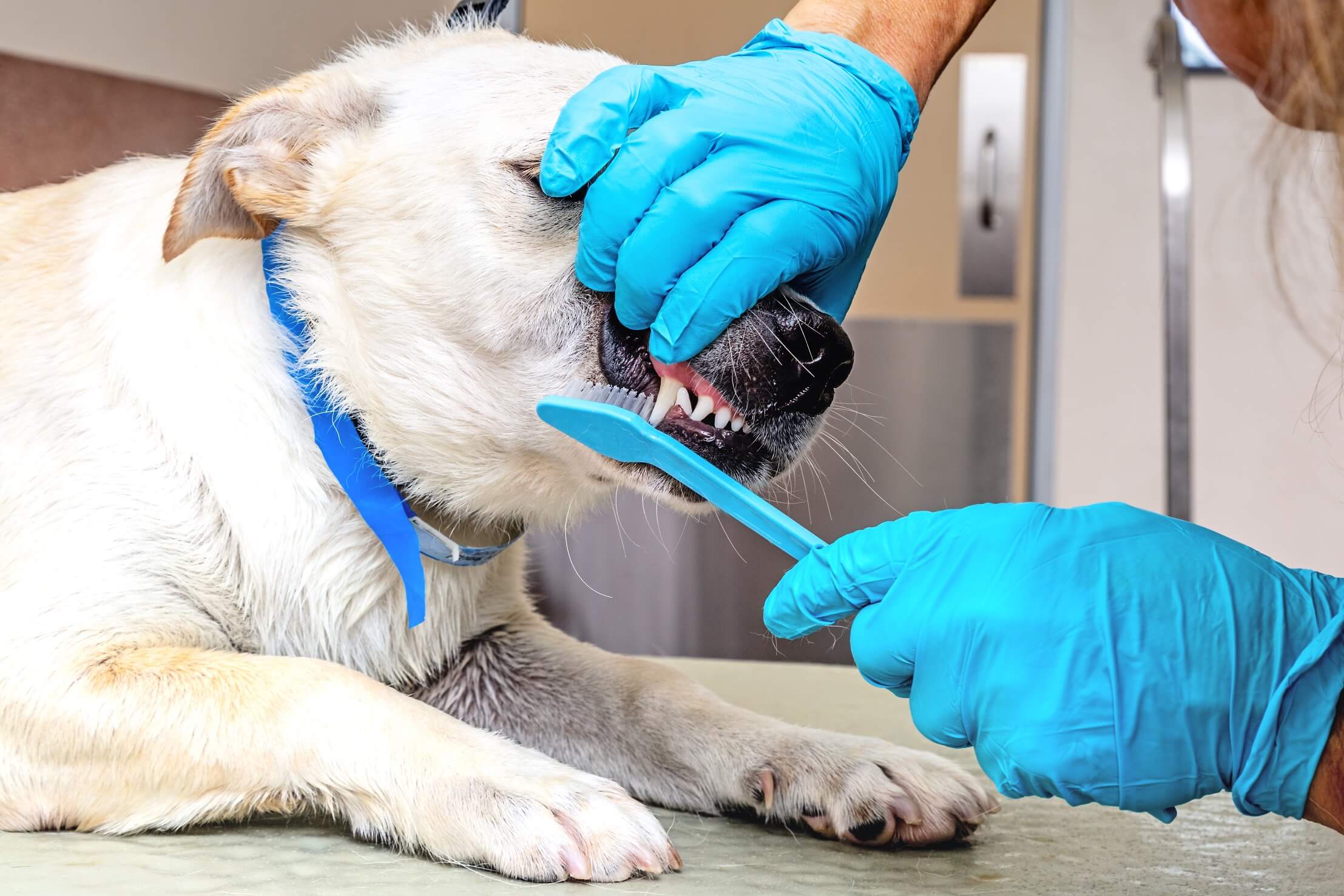 groomer brushing teeth of dog at salon 2022 06 07 21 59 34 utc