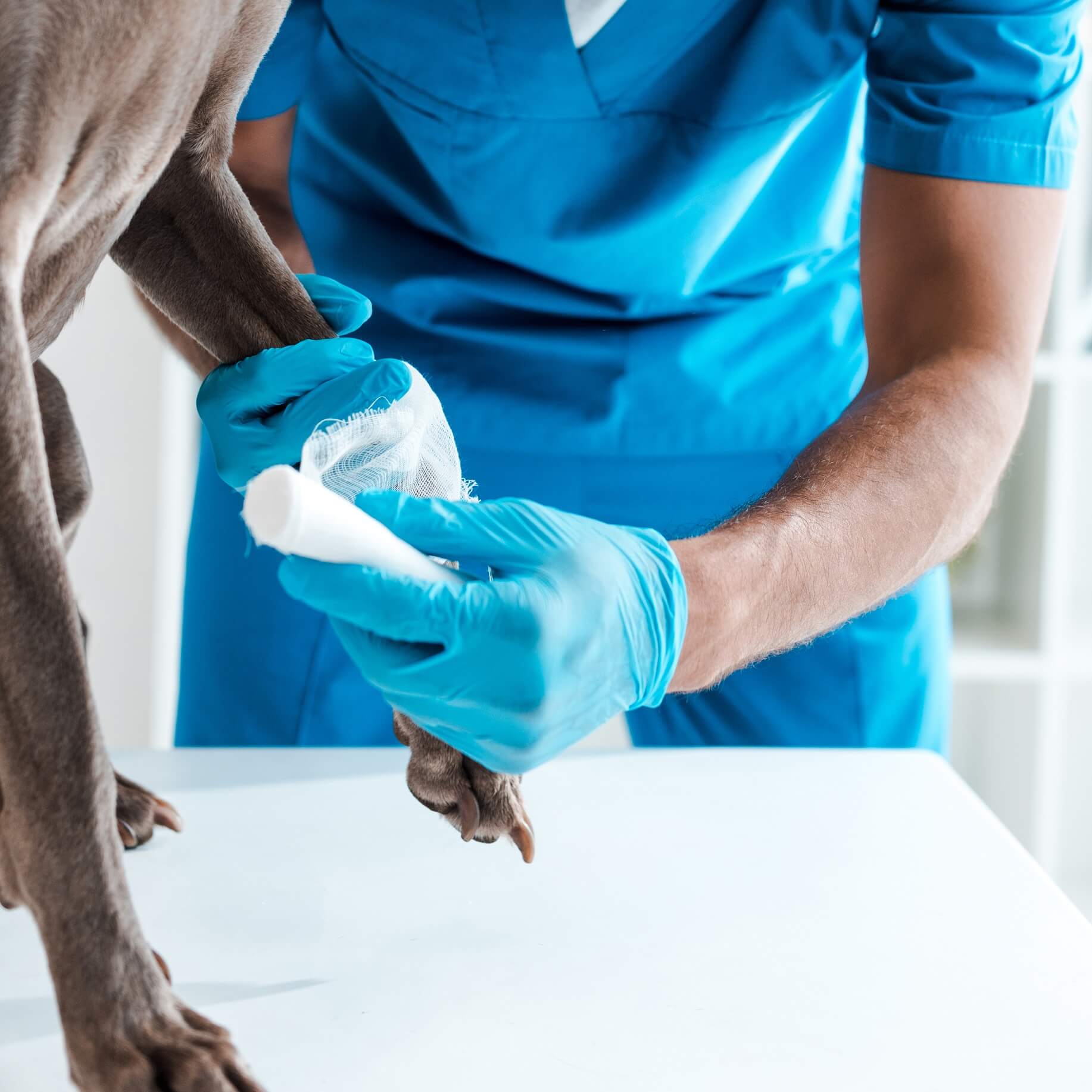 partial view of veterinarian bandaging paw of grey 2023 02 08 23 47 22 utc