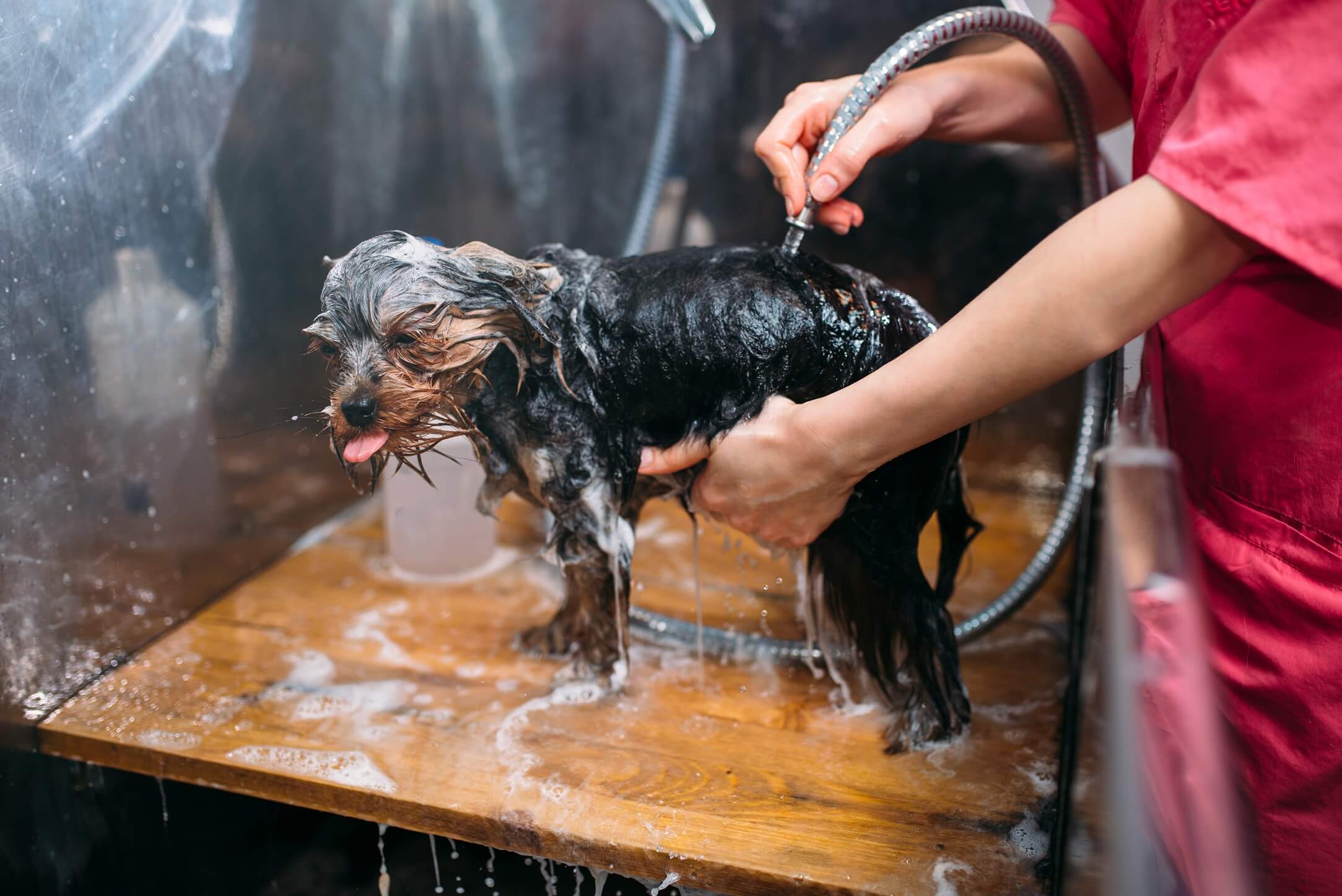 pet grooming dog washing in groomer salon 2022 02 01 23 42 18 utc