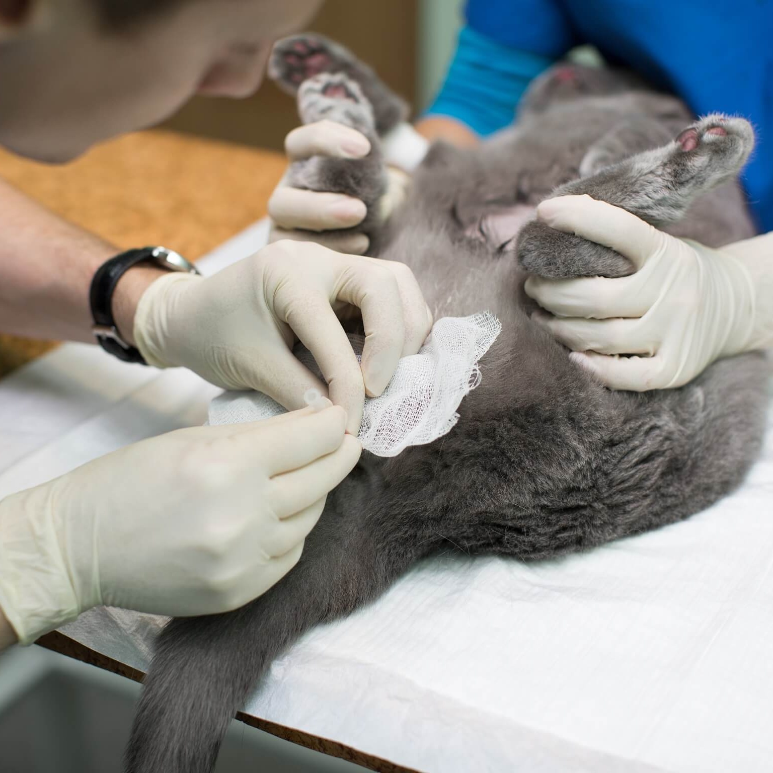 veterinary medicine the use of three way stopcock 2022 02 16 19 23 15 utc cropped