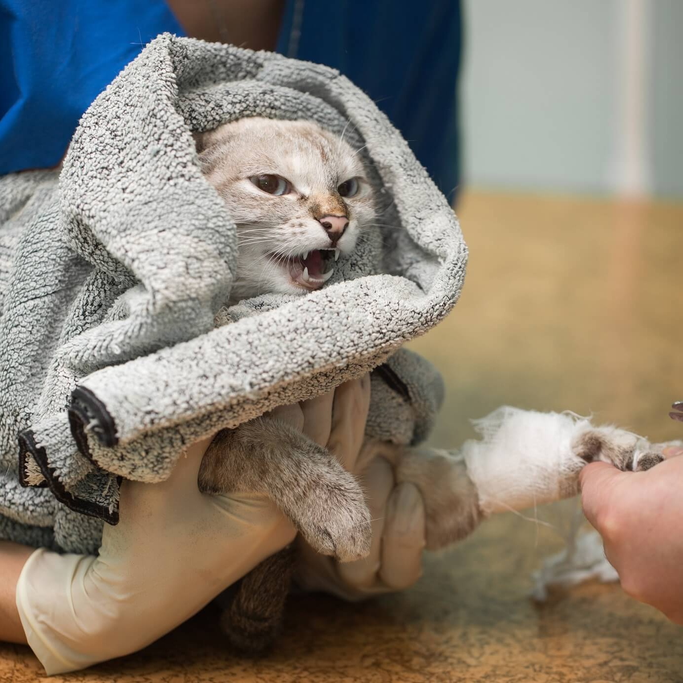 veterinary placing a catheter via a cat in the cli 2022 12 21 12 25 31 utc cropped