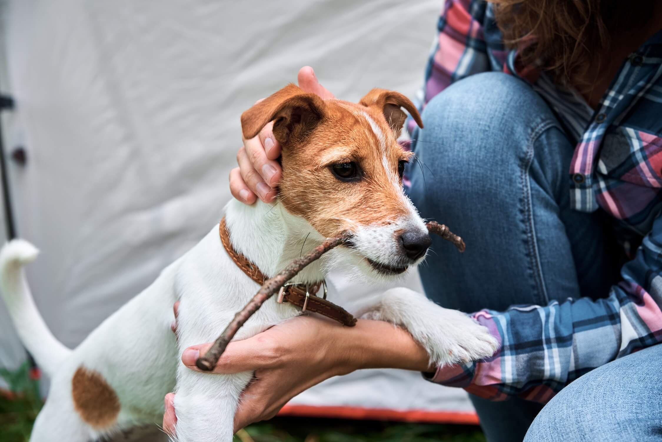 woman with jack russell terrier puppy dog outdoors 2022 12 16 12 40 28 utc